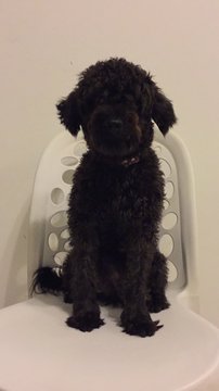 Sparky  - Poodle + Schnauzer Dog