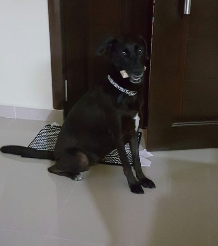 Duchess (Labrador With White Patches) - Labrador Retriever Dog