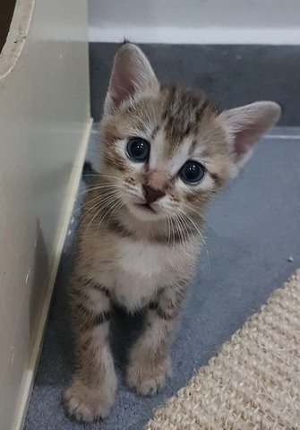 4 Cute Kittens - Domestic Short Hair Cat