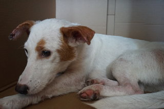 Nikki (Temporary Name) - Mixed Breed Dog