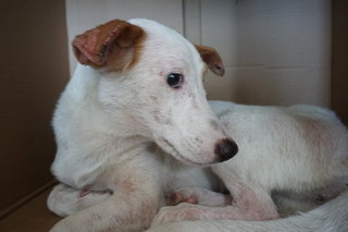 Nikki (Temporary Name) - Mixed Breed Dog