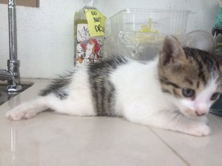 Not Named Yet - Domestic Short Hair Cat