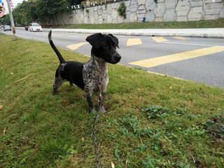 Xiao Hey - Dalmatian + Dachshund Dog