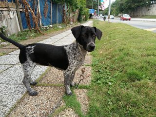 Xiao Hey - Dalmatian + Dachshund Dog