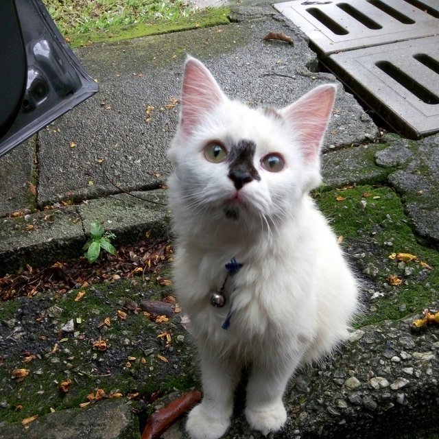 &quot;Fluffy&quot;  - Domestic Long Hair Cat