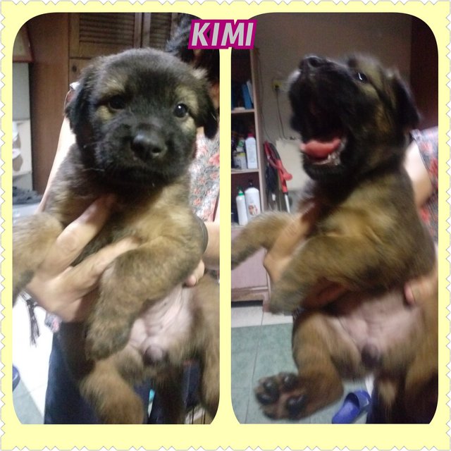 Kimi - Mixed Breed Dog