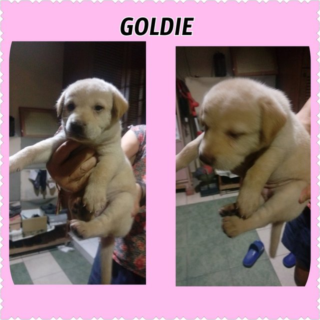 Goldie - Mixed Breed Dog