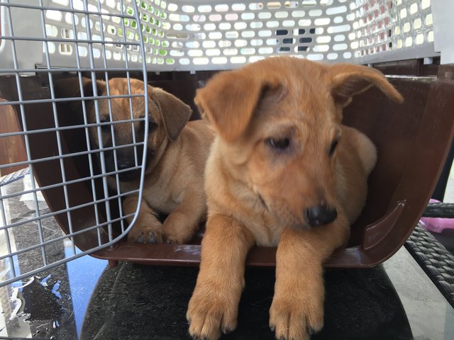 Elton And Fifi - Mixed Breed Dog