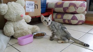 2 Sister Kittens - Tabby Cat