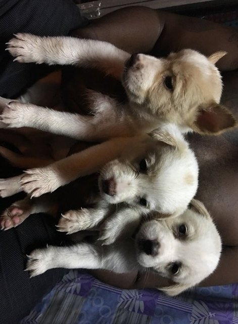 Puppies  - Mixed Breed Dog