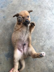 Puppies  - Mixed Breed Dog