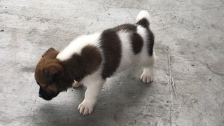 Puppies  - Mixed Breed Dog