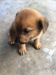 Puppies  - Mixed Breed Dog