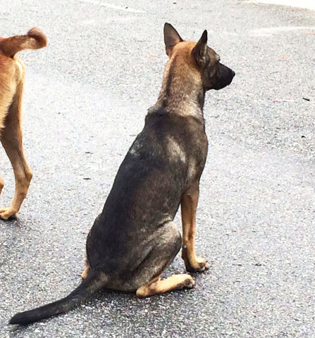 Raju &amp; Lakshmi - Mixed Breed Dog