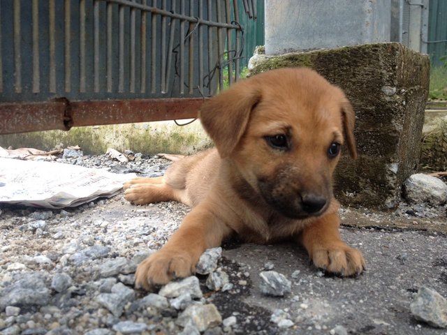 Strays  - Mixed Breed Dog