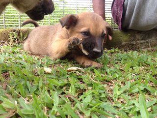 Strays  - Mixed Breed Dog