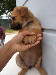 Strays  - Mixed Breed Dog