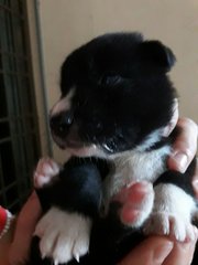 Puppies - Mixed Breed Dog