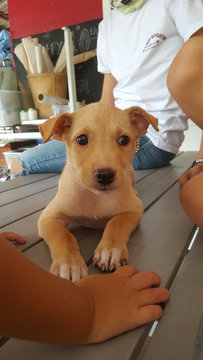 Bailey Gold - Mixed Breed Dog