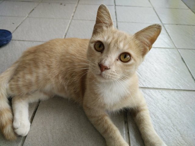 Momo - Domestic Short Hair Cat