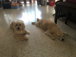 Snowy (right) and her sister Goldie (left) ruling the house