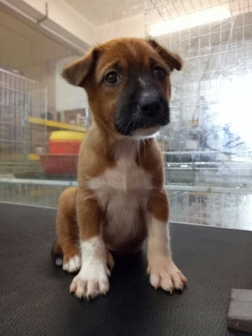 Jacinto - Mixed Breed Dog