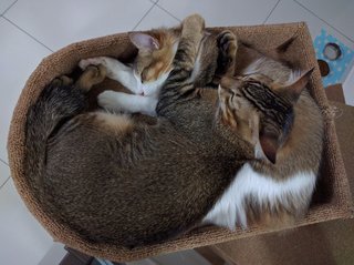 Curled up together