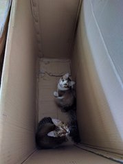 They like boxes!