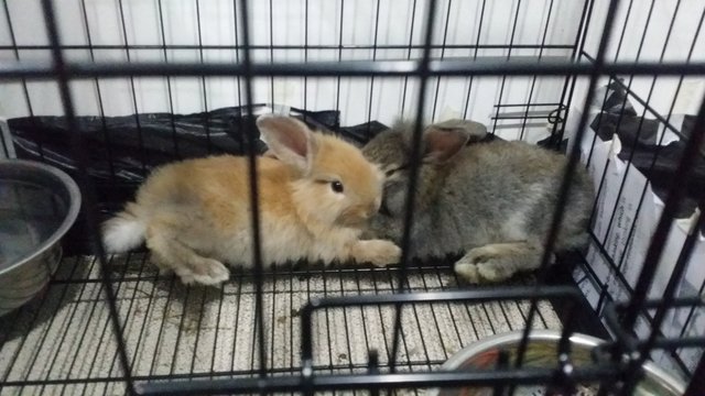 Brownie And Meimei - Bunny Rabbit Rabbit