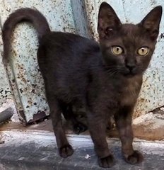 Charcoal - Domestic Short Hair Cat