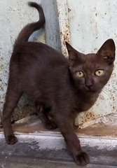 Charcoal - Domestic Short Hair Cat