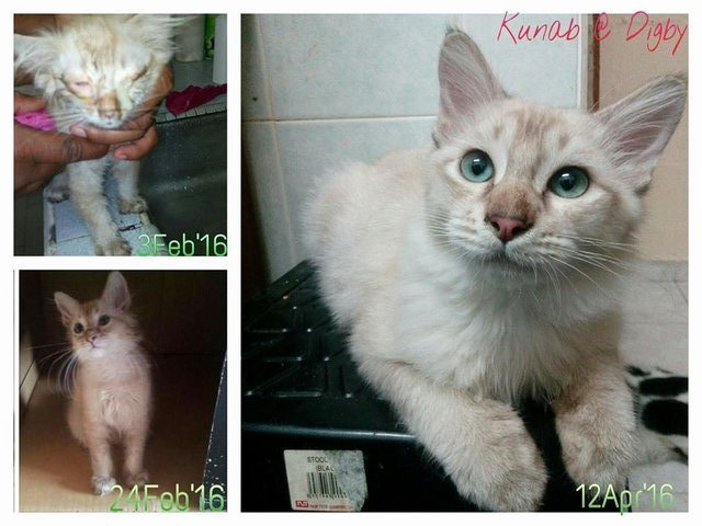 Kunab A.k.a Digby - Domestic Medium Hair Cat