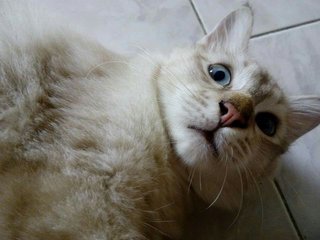 Kunab A.k.a Digby - Domestic Medium Hair Cat