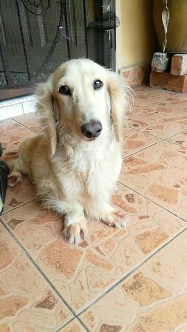 Max - Dachshund Mix Dog