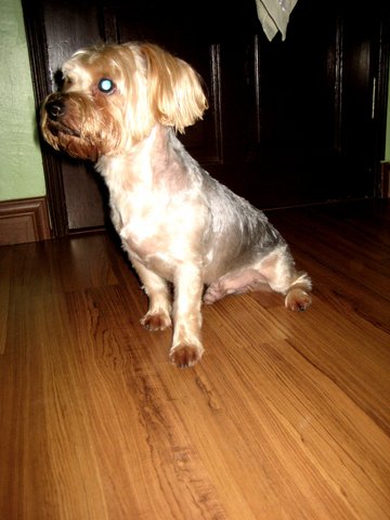 Mickey - Australian Terrier Dog