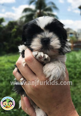 Quality Female Black 1white Shih Tzu Pup - Shih Tzu Dog