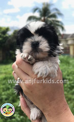 Quality Female Black 1white Shih Tzu Pup - Shih Tzu Dog