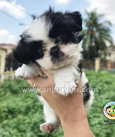 Quality Female Black 1white Shih Tzu Pup - Shih Tzu Dog