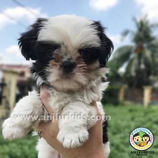 Quality Female Black 1white Shih Tzu Pup - Shih Tzu Dog