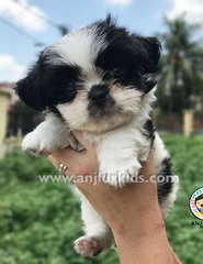 Quality Female Black 1white Shih Tzu Pup - Shih Tzu Dog