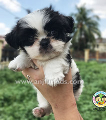 Quality Female Black 1white Shih Tzu Pup - Shih Tzu Dog