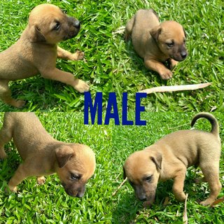 5 Puppies For Adoption  - Mixed Breed Dog