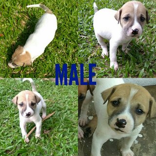 5 Puppies For Adoption  - Mixed Breed Dog