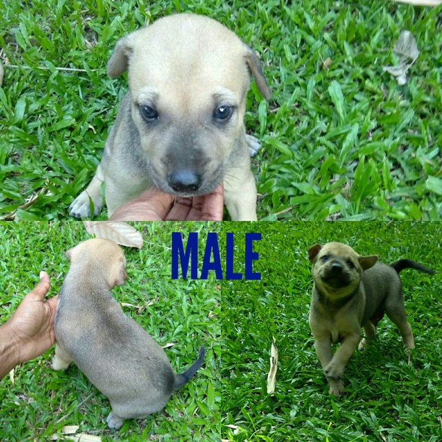 5 Puppies For Adoption  - Mixed Breed Dog