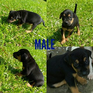 5 Puppies For Adoption  - Mixed Breed Dog