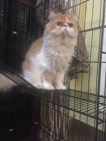 Joni - Domestic Long Hair + Persian Cat