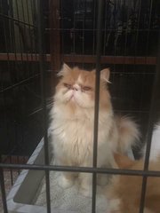 Joni - Domestic Long Hair + Persian Cat