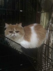 Joni - Domestic Long Hair + Persian Cat