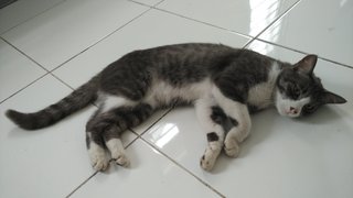 Pong Pong - American Shorthair Cat