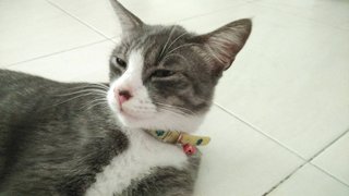 Pong Pong - American Shorthair Cat